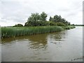 TM4995 : Norfolk bank, River Waveney by Christine Johnstone