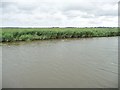 TM4895 : Norfolk bank, River Waveney by Christine Johnstone