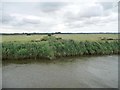 TM4796 : Route of a drain, Wheatacre Marshes [2] by Christine Johnstone