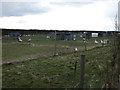 TL3868 : Geese by the busway by Hugh Venables