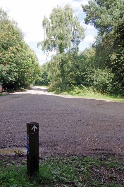 Route 18 in Bedgebury Forest