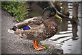 TF0745 : Moulting Mallard on the River Slea by Mick Lobb