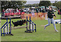 SK8770 : Dog agility at Harby Show by Julian P Guffogg