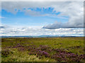 NY8688 : Corsenside Common by Trevor Littlewood