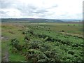 SK2675 : Green September bracken on Big Moor by Christine Johnstone