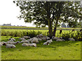 ST3534 : Sheep shade by Neil Owen