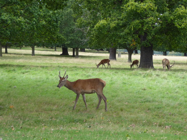 Deer in Richmond Park