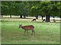 TQ2173 : Deer in Richmond Park by Chris Holifield