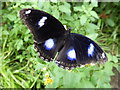 SP2054 : Common Egg Fly - Stratford Butterfly Farm by Chris Allen