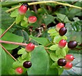 J4581 : Tutsan berries, Helen's Bay - September 2015(2) by Albert Bridge