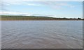 SE8516 : East bank, River Trent, with flock of gulls by Christine Johnstone