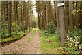 NZ0058 : Road into Acorn Hill Plantation by Trevor Littlewood