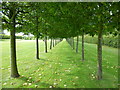 TF7828 : Avenue of Pleached Limes at Houghton Hall by Sandra Humphrey