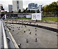 SJ8498 : Pigeons at Piccadilly Gardens by Gerald England