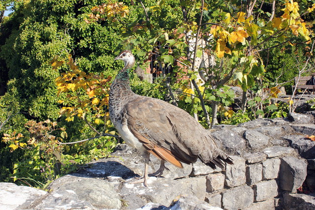 Peacock at Ruthin Castle