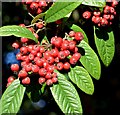 J3471 : Cotoneaster berries, Stranmillis, Belfast - October 2015(2) by Albert Bridge