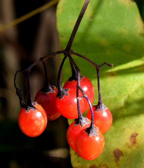 Bittersweet (woody nightshade) berries, Lagan towpath Stranmillis, Belfast (October 2015)