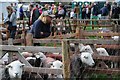 NY1808 : Sheep at the Wasdale Head Show by Philip Halling