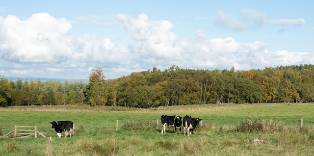 Cattle in field, trees beyond