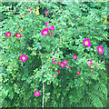 SN7079 : Wild rose, Vale of Rheidol by Robin Stott