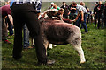 NY1808 : Wasdale Show 2015 by Peter Trimming