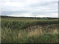 SJ7950 : Audley: maize field to south of village by Jonathan Hutchins