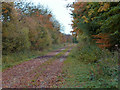 SK8200 : Autumn along the disused former A47 by Mat Fascione