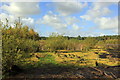 SJ5471 : Blakemere Moss, Delamere Forest Park by Jeff Buck