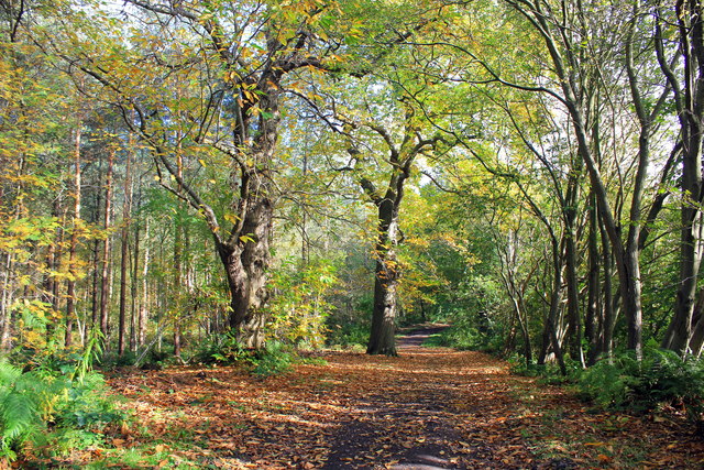 Autumn in Delamere Forest