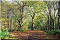 SJ5371 : Autumn in Delamere Forest by Jeff Buck