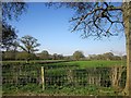 ST5208 : Farmland, Lower Halstock Leigh by Derek Harper