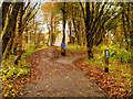 SD7819 : NCN6 South of Lumb Viaduct by David Dixon