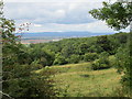 SO9439 : Woodland and the Malvern Hills by Jonathan Thacker