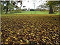 SO8845 : A carpet of fallen autumn leaves by Philip Halling