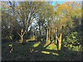 SJ8609 : Belvide Reservoir: feeding station in wood by Jonathan Hutchins