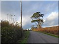 SY1898 : Trees in the afternoon sunshine on Bloomey Down by David Smith