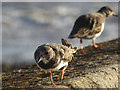 NZ5333 : Turnstones on Heugh Breakwater by Oliver Dixon