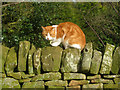 SK2371 : Cat at Pilsley by Trevor Rickard