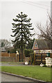 SK7961 : Monkey Puzzle Tree on Cromwell Lane by Julian P Guffogg