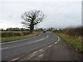 SE5862 : Ivy-covered tree alongside Goose Lane by Christine Johnstone