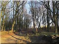 SE1935 : Footpath through Woodhall plantation by Stephen Craven