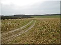 ST9709 : Long Crichel, maize stubble by Mike Faherty