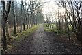 NS3342 : Countryside Walk, Eglinton Country Park by Billy McCrorie