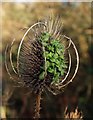 SX9066 : Sprouting teasel near Barton Hill Way by Derek Harper