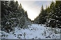 NH6981 : Forestry Fire Break in the Snow by Andrew Tryon