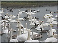 NY0565 : The Whooper pond at Caerlaverock by M J Richardson