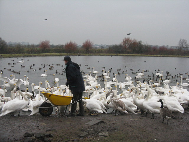 Feeding time at Caerlaverock