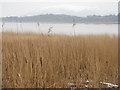 NX9967 : Reed bed by the River Nith by M J Richardson