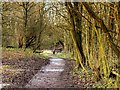 SJ5799 : Path Through Skitters Wood by David Dixon