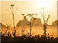 TA0430 : Early morning mist, Swine Bank by Jeremy